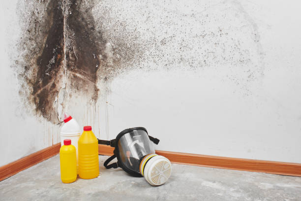 Best Health and Safety Mold Remediation in Lumberton, MS