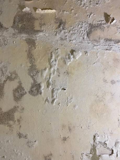 Best Post-Flood Mold Remediation in Lumberton, MS